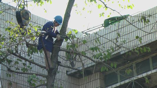 小区大树虫害防治及修剪技术