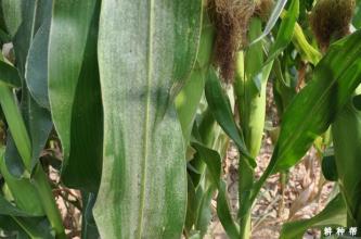 玉米叶螨防治过程中的问题与建议,什么是角叶螨？