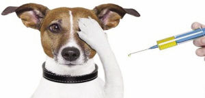 浅析畜牧兽医防疫工作的重要性