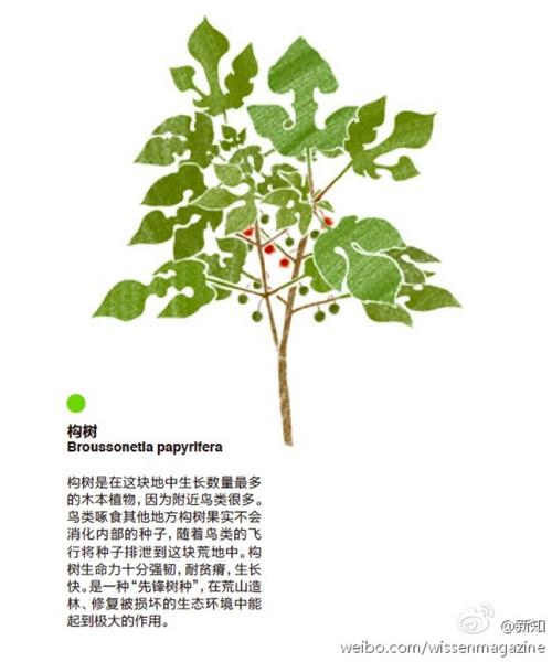 荒山造林的树种选择与主要技术方法