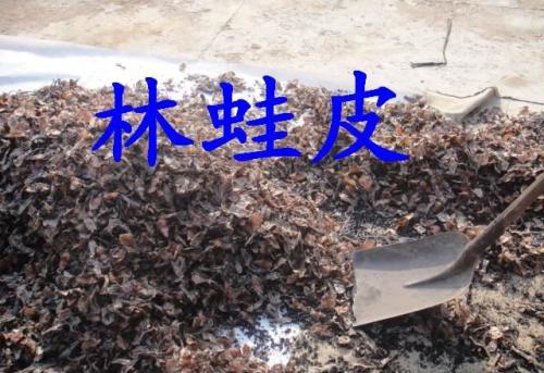 长白山林蛙养殖存在的问题与可持续策略,吉林市梁超长白山的中国林蛙养殖场怎么样？