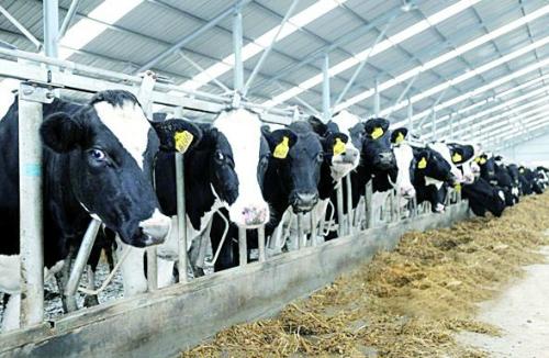 奶牛乳房炎运用中西医结合疗法的效果