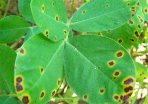 玉米叶斑病的常见类型、发生规律与防治措施,如何识别和防治玉米叶斑病