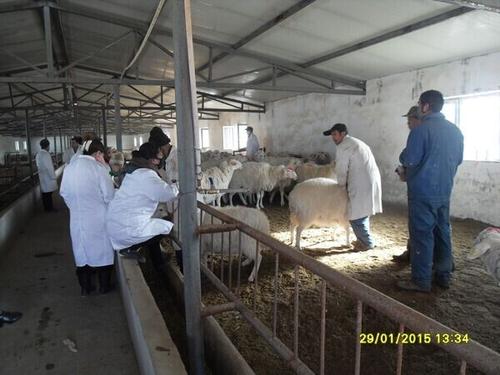 基础畜牧兽医动物防疫工作中的问题探讨,如何加强兽医动物防疫