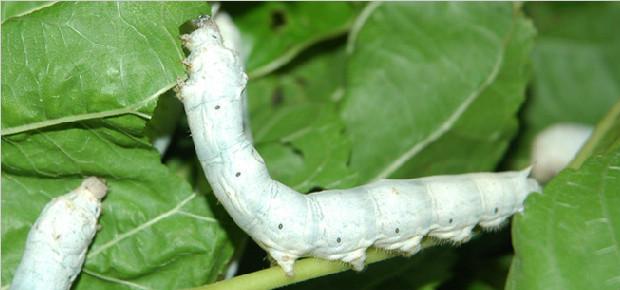 四川桑蚕技术推广困境与应对策略