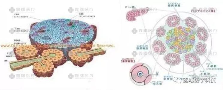 出生前胰腺内外分泌腺的发生、发育及影响因素