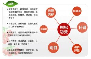 系统研究枸杞根部的化学成分