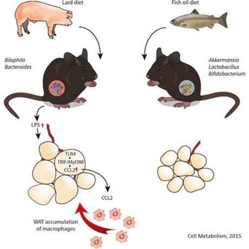多种灭活益生菌静脉注射对小鼠免疫功能影响研究