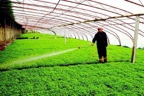 设施农业不断发展中植物保护的措施