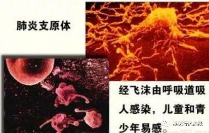 猪支原体肺炎临床表现与防范对策