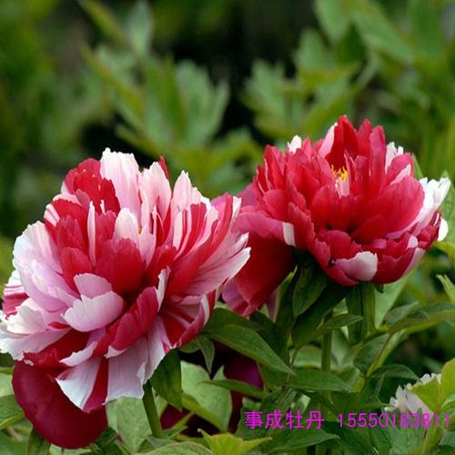 牡丹发展中的存在问题及建议,牡丹花促销是如何发展的？