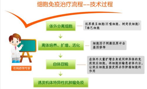淋巴细胞免疫治疗技术的流程、疗效及安全性分析,分离的淋巴细胞可以用于哪些细胞免疫技术