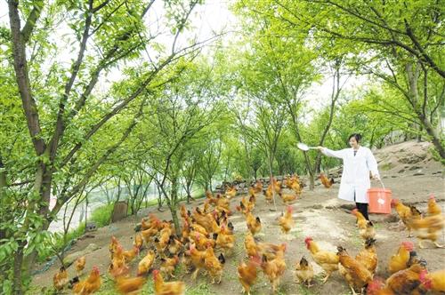 林下种养殖模式与实施技术