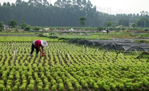 探讨黑龙江省绥化市种植业发展现状及对策,绥化东方红马铃薯种业有限公司怎么样？