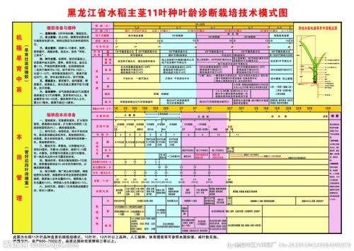 水稻与蘑菇生态循环栽培技术要点分析