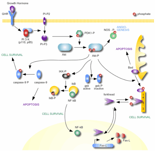 过敏原特异性抗体IgE和IgG在临床诊疗中的价值